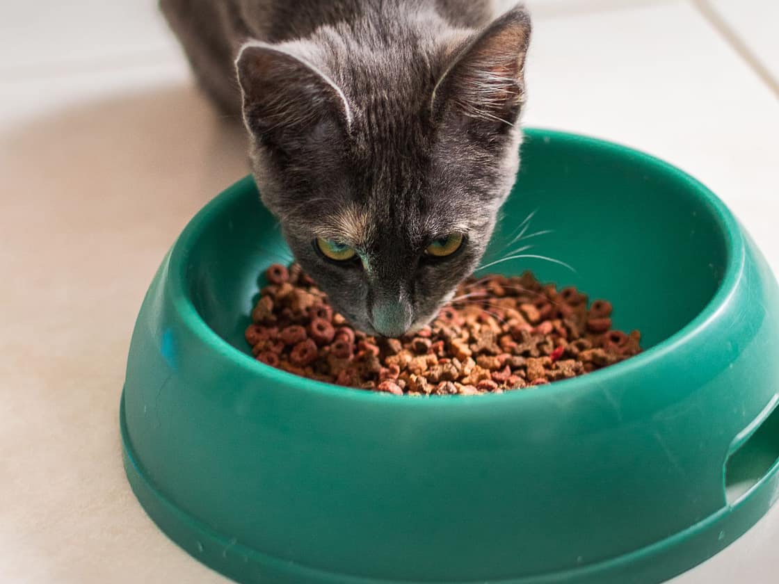 A grey cat eating from a green bowl on a tiled floor