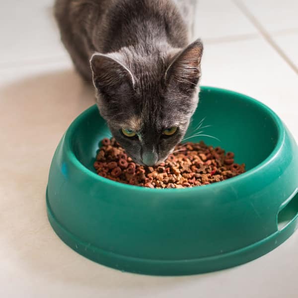 A grey cat eating from a green bowl on a tiled floor