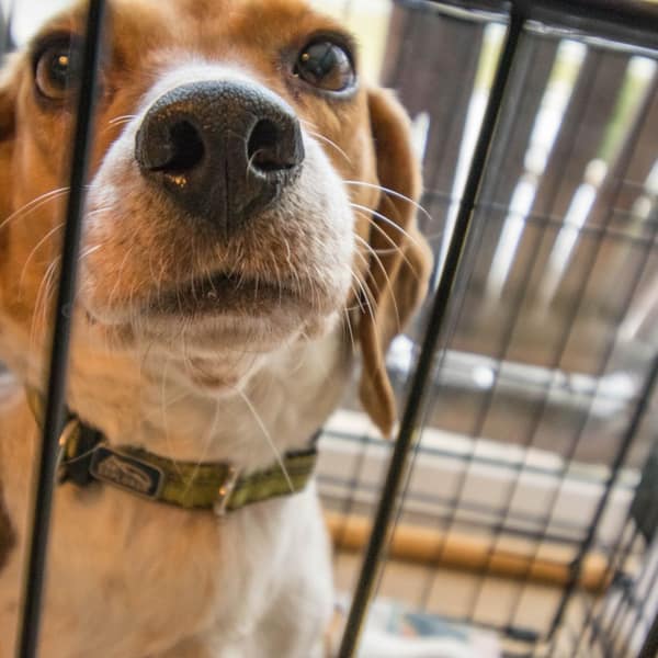 A beagle looking out from inside a wire crate