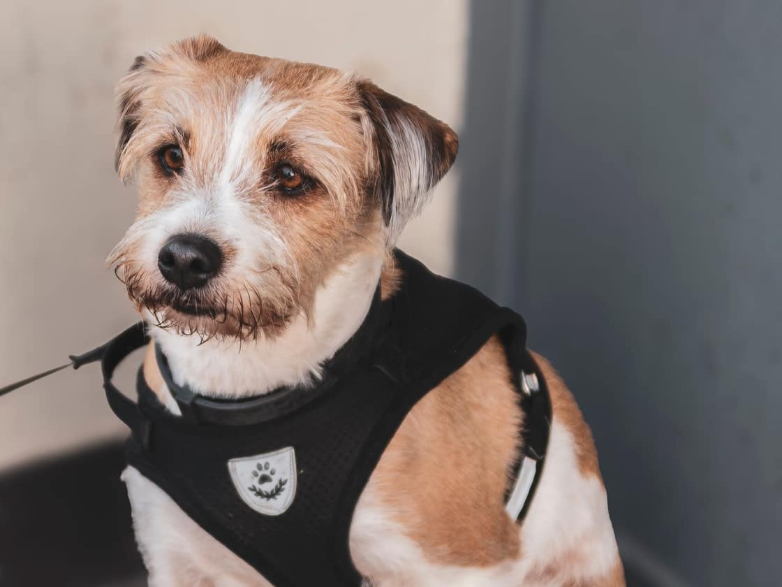 A small terrier wearing a black harness, sitting outdoors