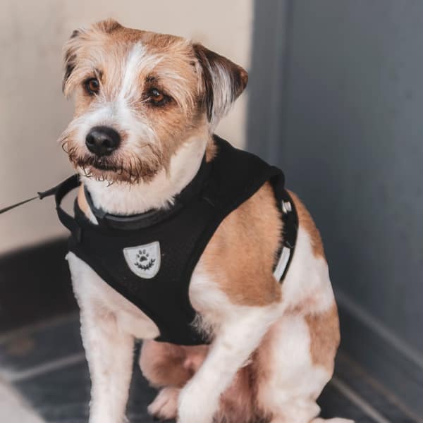 A small terrier wearing a black harness, sitting outdoors