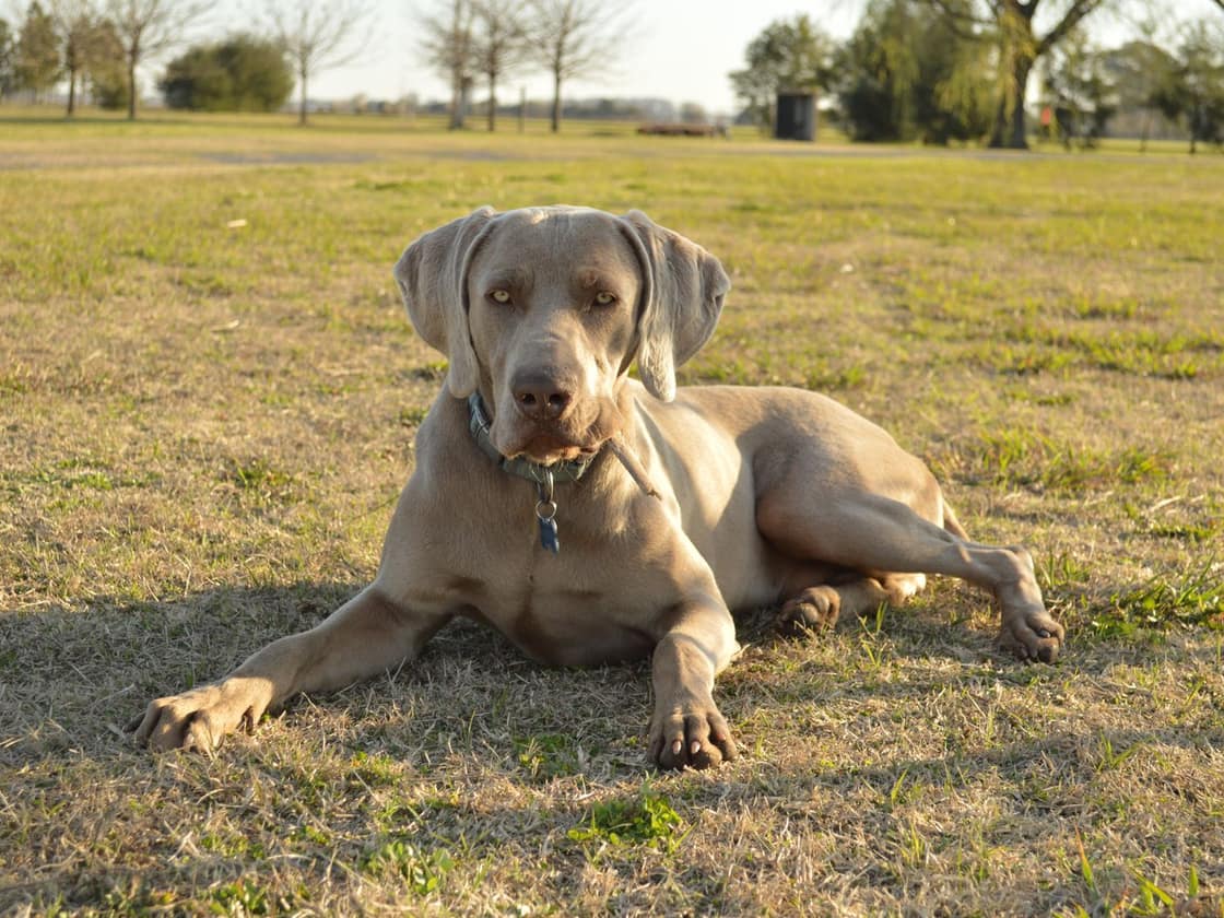 A Weimaraner dog lying on a sunny green grass field