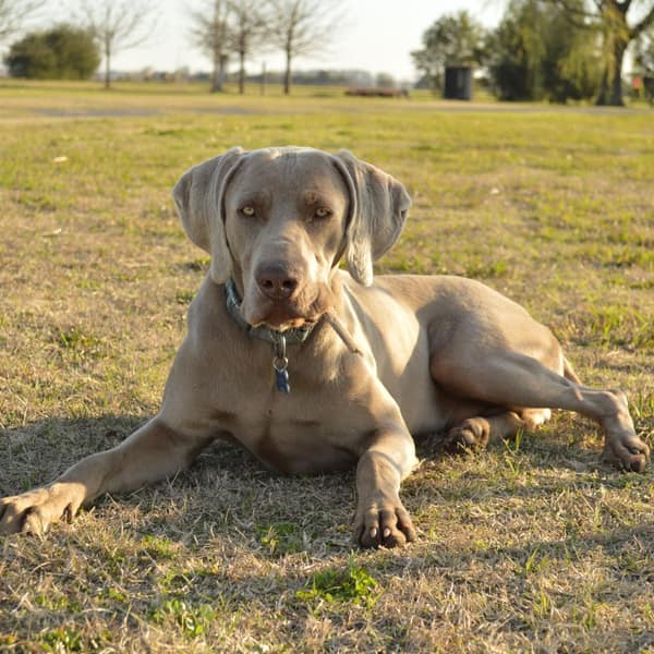 A Weimaraner dog lying on a sunny green grass field