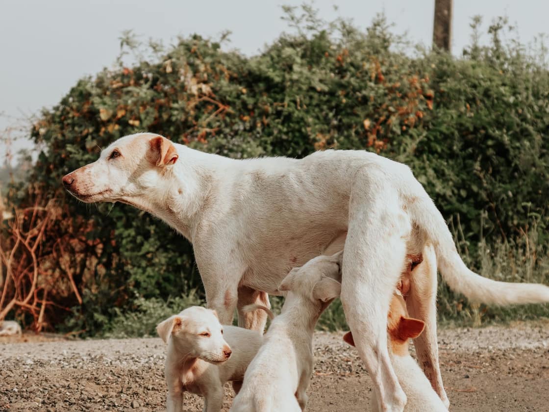 A mother dog nursing her puppies outdoors in daylight