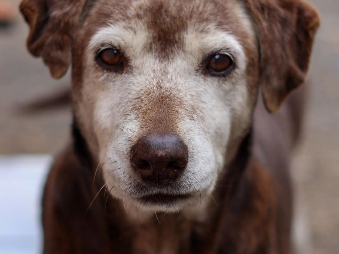 Close-up portrait of a senior dog with a grey muzzle