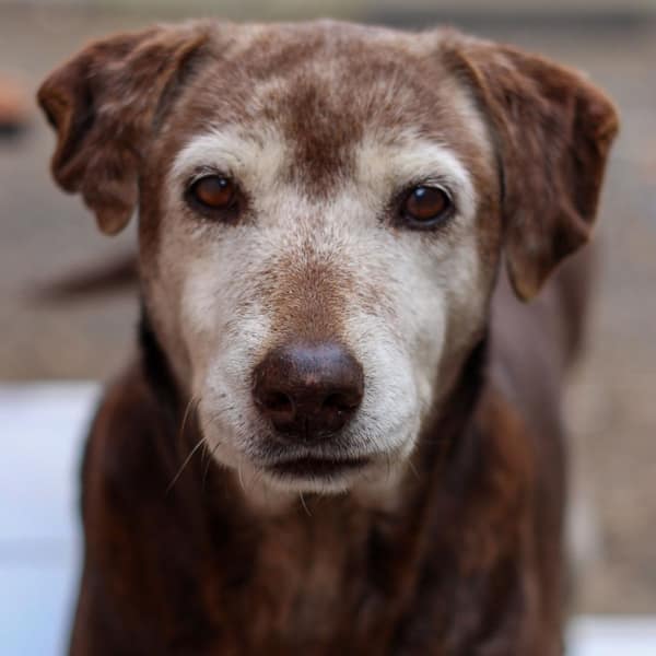 Close-up portrait of a senior dog with a grey muzzle