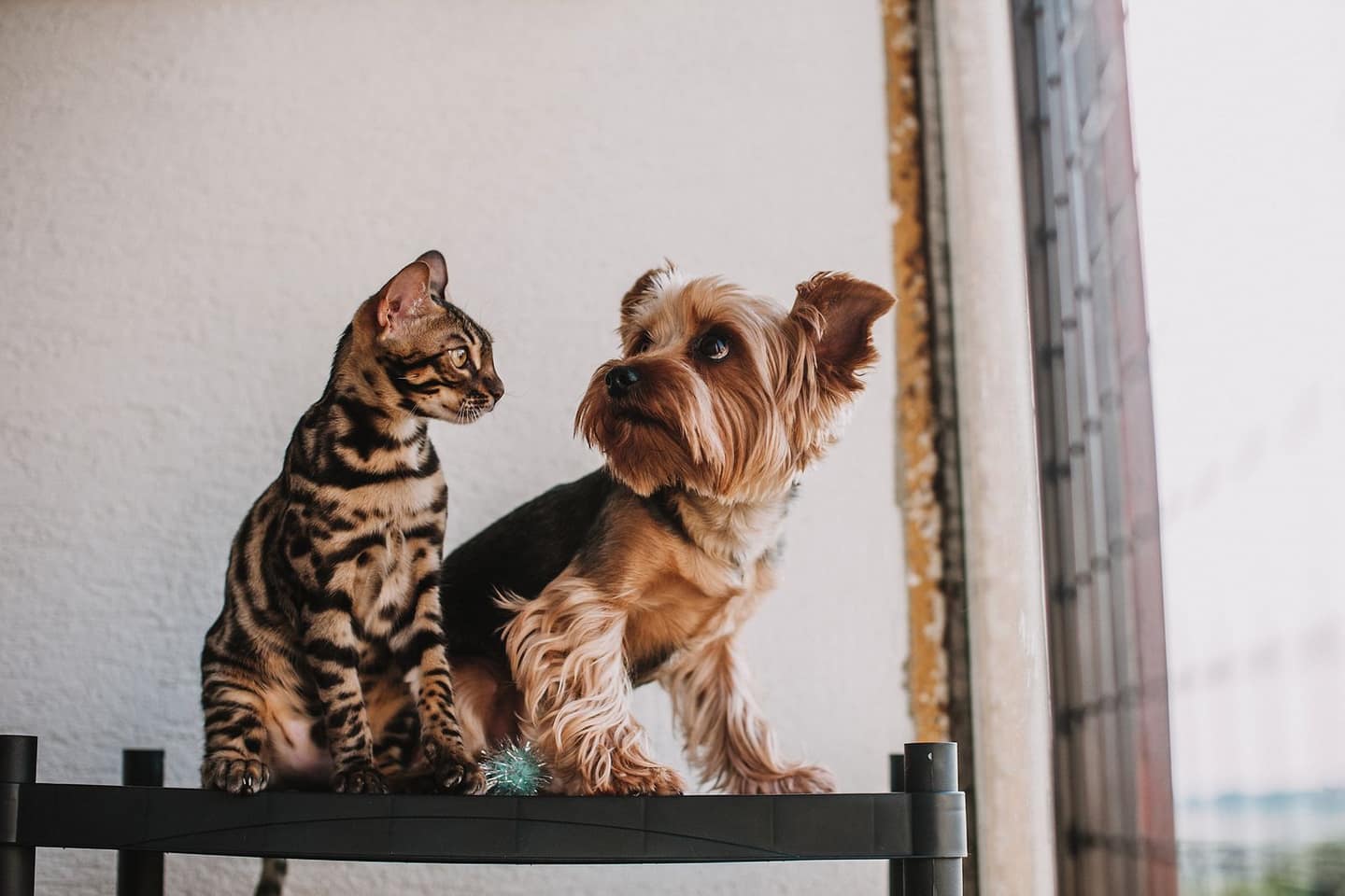 A Bengal cat and a Yorkshire terrier sitting together by a bright window