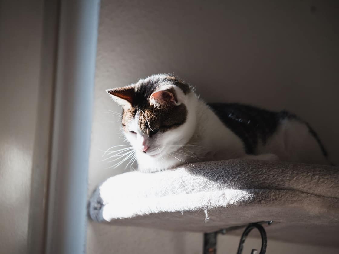 A tabby-and-white cat lounging in warm sunlight indoors