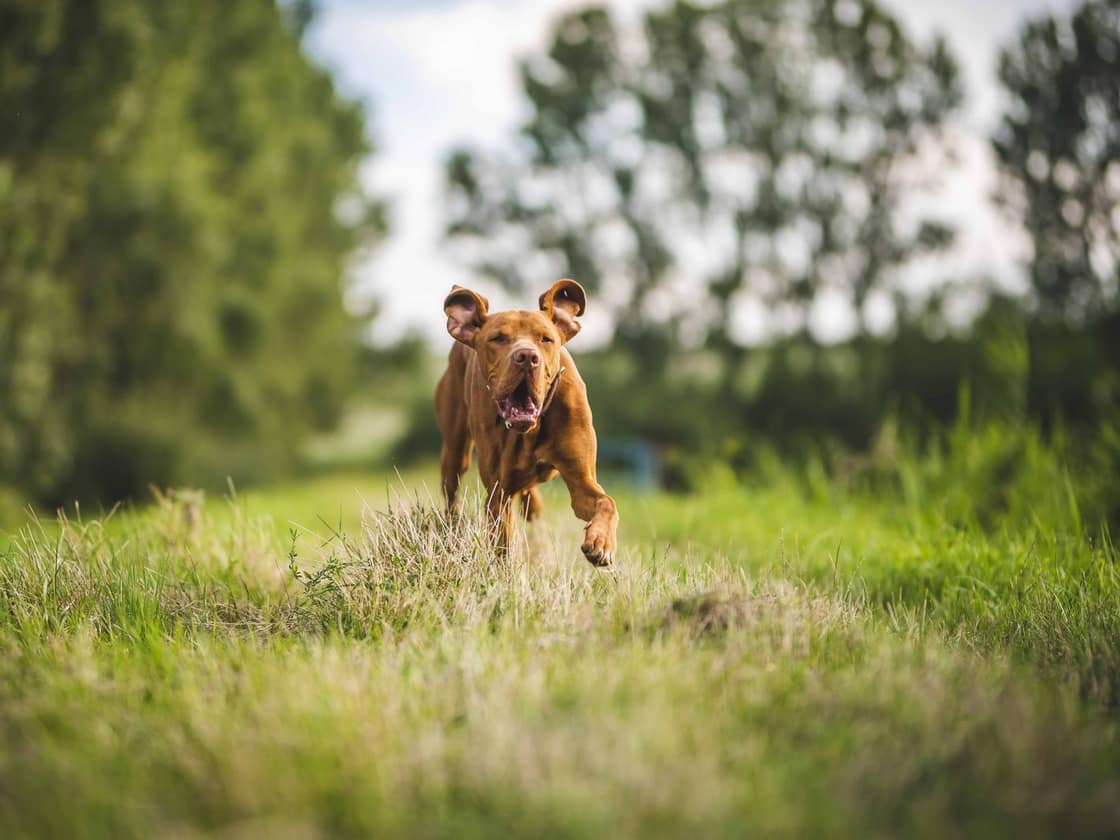 A brown dog running through a green field