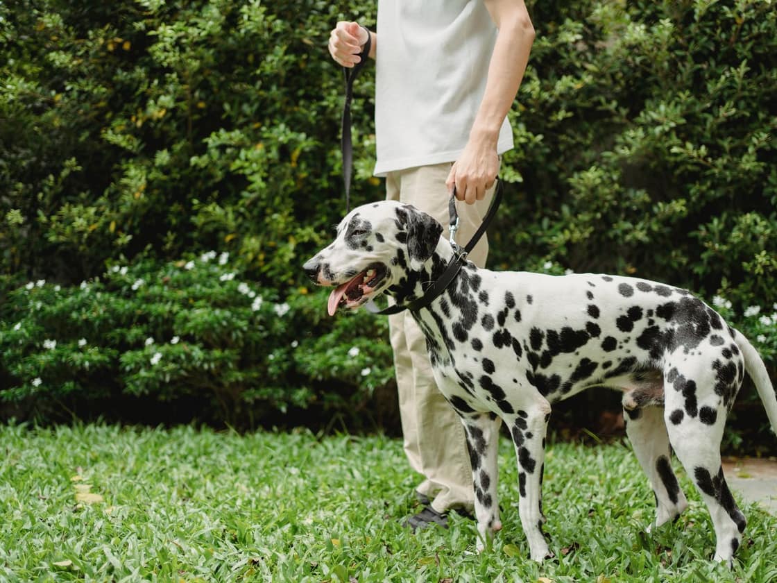 A Dalmatian on a leash standing on grass