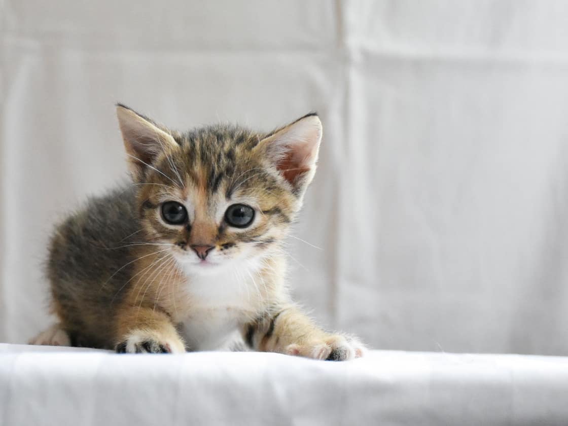 Close-up of a young tabby kitten against a light backdrop
