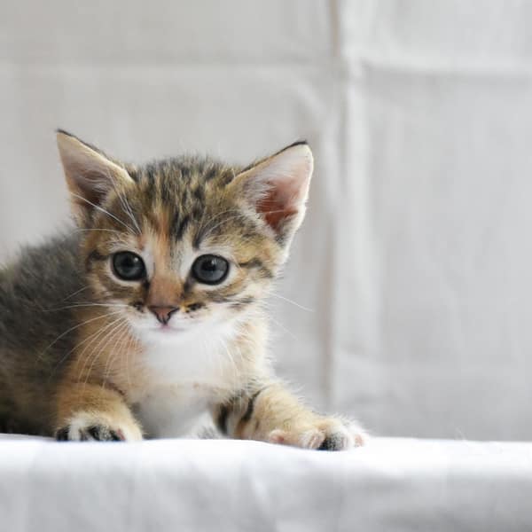 Close-up of a young tabby kitten against a light backdrop