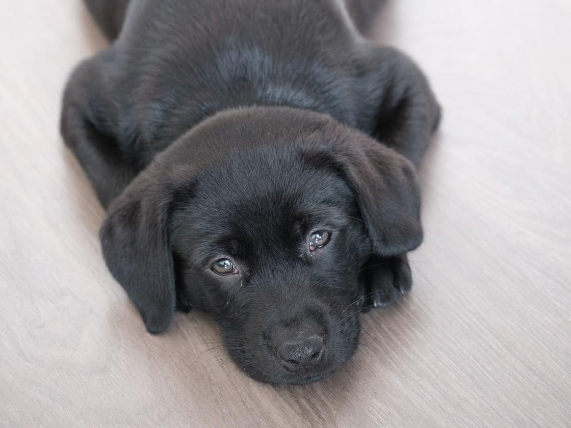 Black Labrador puppy lying on a light wooden floor