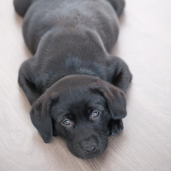 Black Labrador puppy lying on a light wooden floor