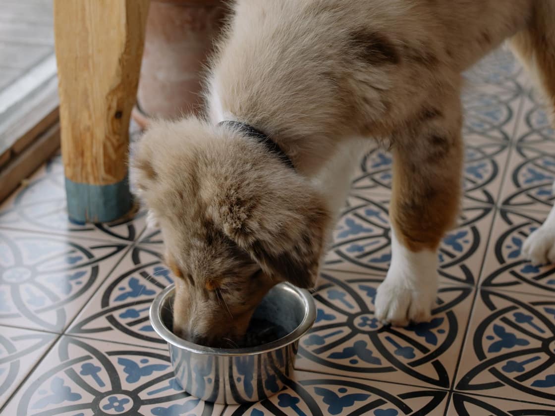 An Australian shepherd puppy eating from a metal bowl