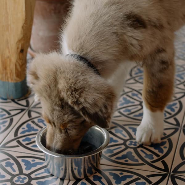 An Australian shepherd puppy eating from a metal bowl